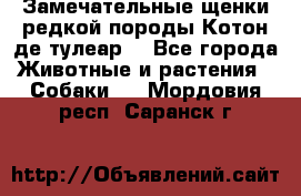 Замечательные щенки редкой породы Котон де тулеар  - Все города Животные и растения » Собаки   . Мордовия респ.,Саранск г.